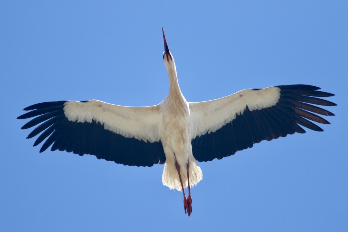 Cigogne blanche - ML100601031