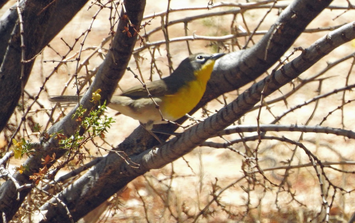 Yellow-breasted Chat - ML100601041