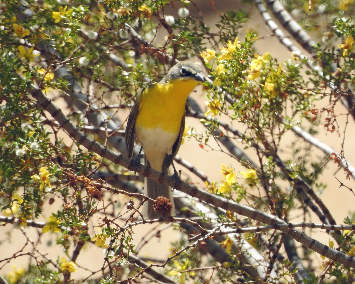 Yellow-breasted Chat - ML100601141
