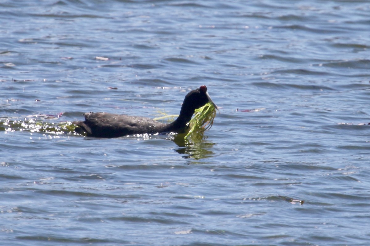 Red-knobbed Coot - ML100601811