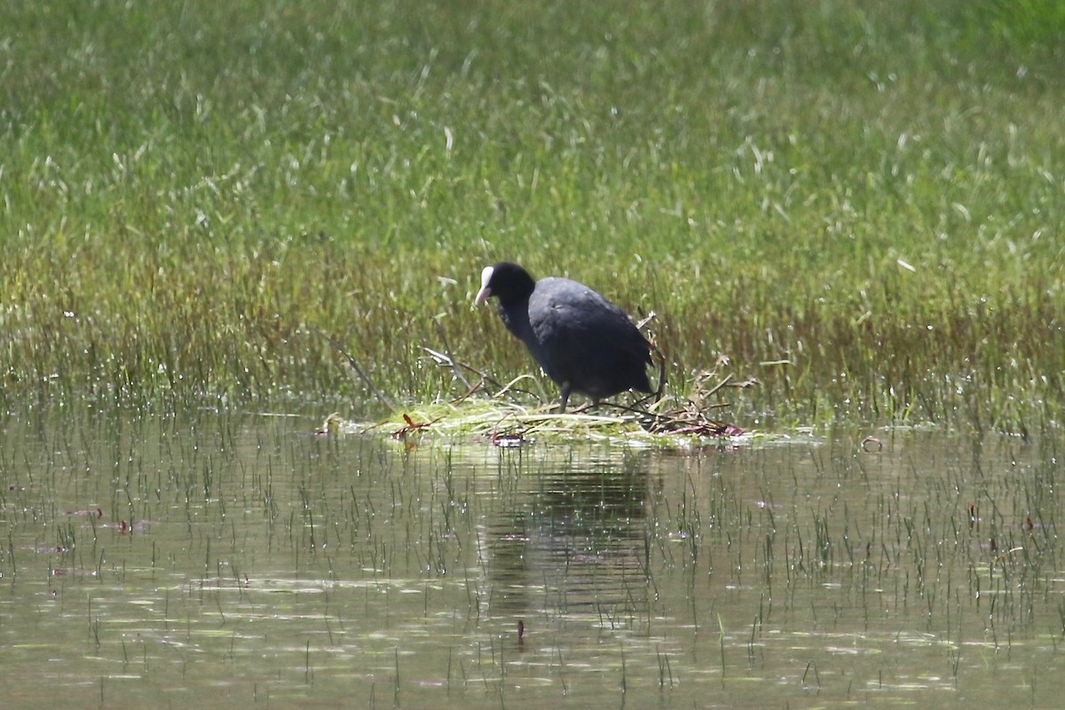 Eurasian Coot - ML100601871