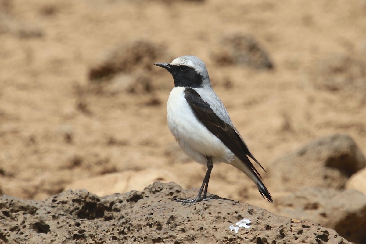 Atlas Wheatear - Gil Ewing