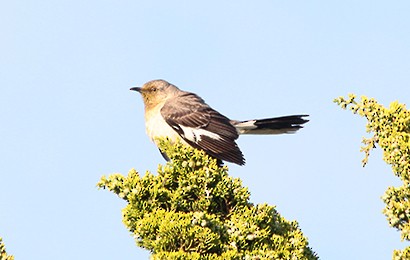 Northern Mockingbird - kirk sowell