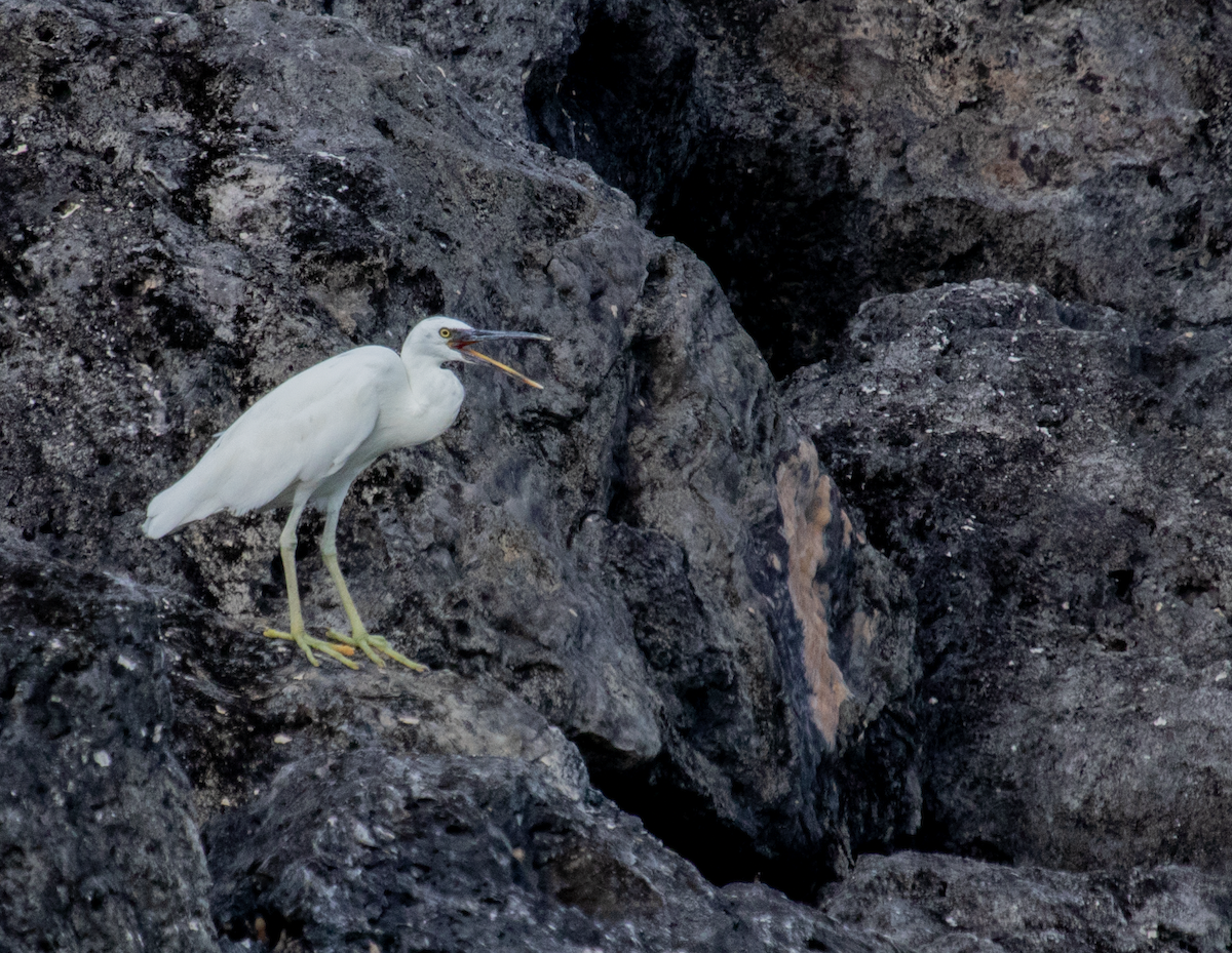 Pacific Reef-Heron - ML100604081