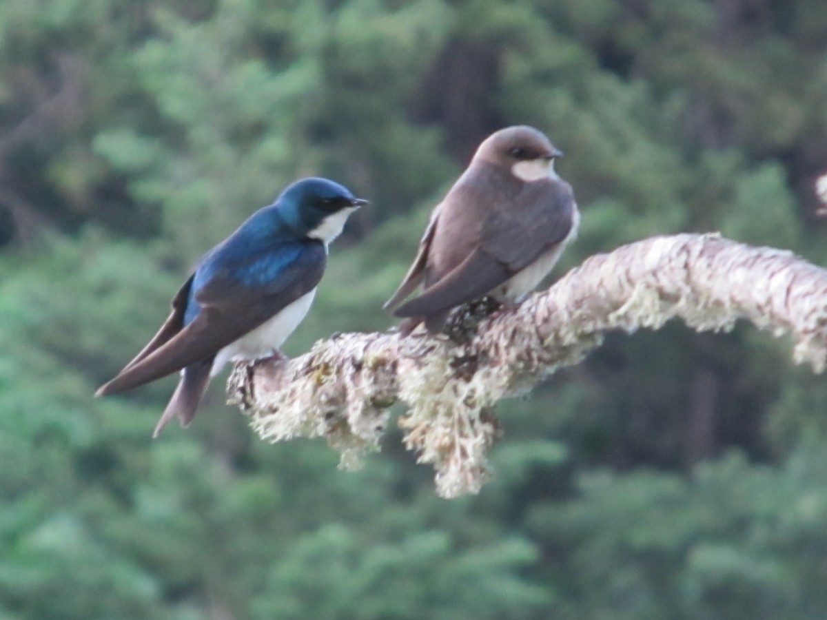 Golondrina Bicolor - ML100605811