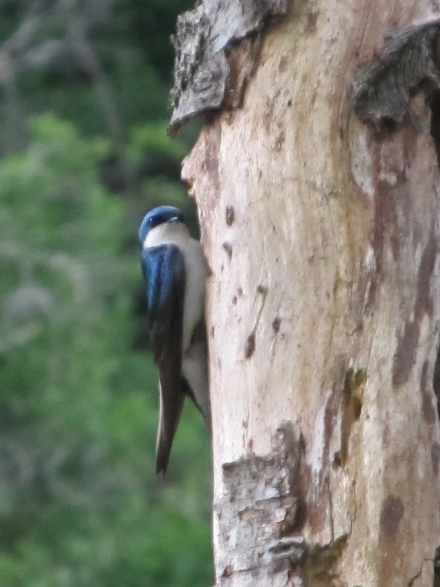 Golondrina Bicolor - ML100605821