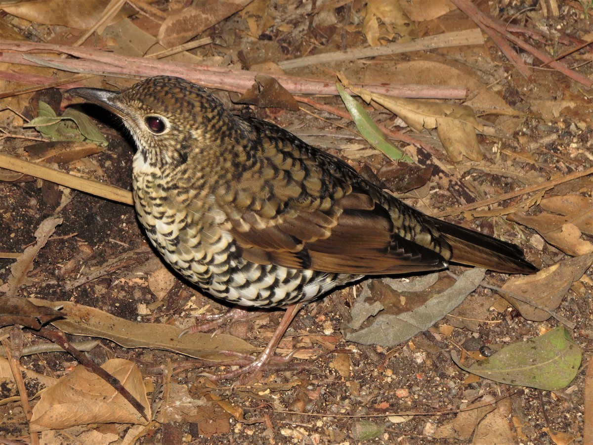 Bassian Thrush - ML100611711