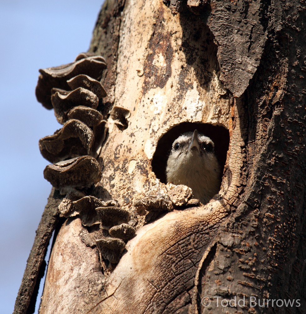 Snowy-browed Nuthatch - Todd Burrows