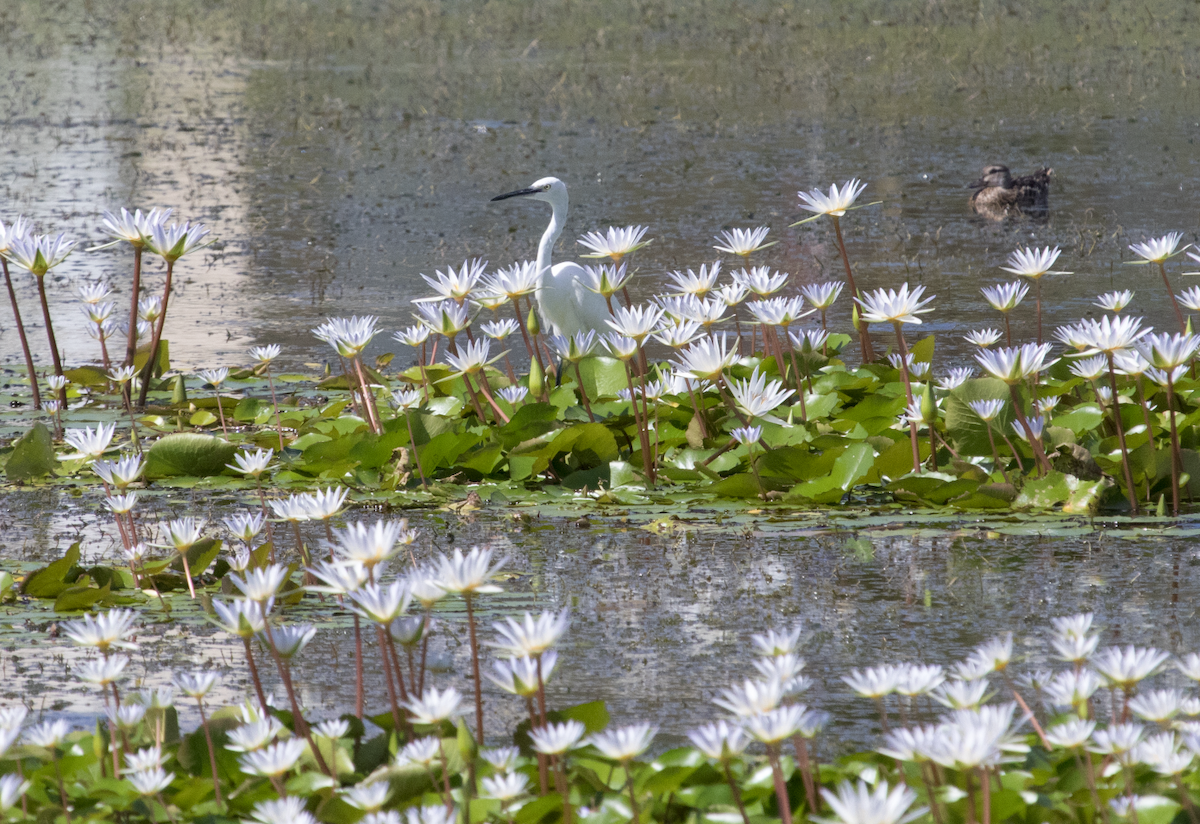 Garganey - ML100613071