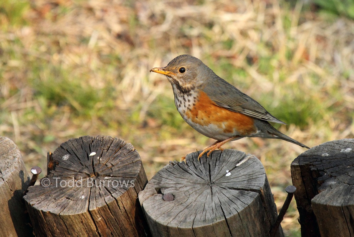 Gray-backed Thrush - Todd Burrows