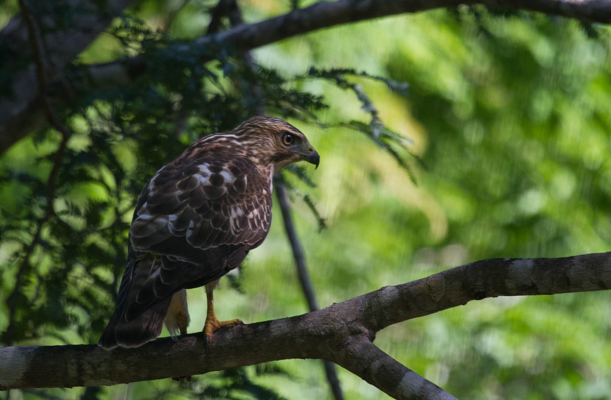 Broad-winged Hawk (Caribbean) - ML100614431