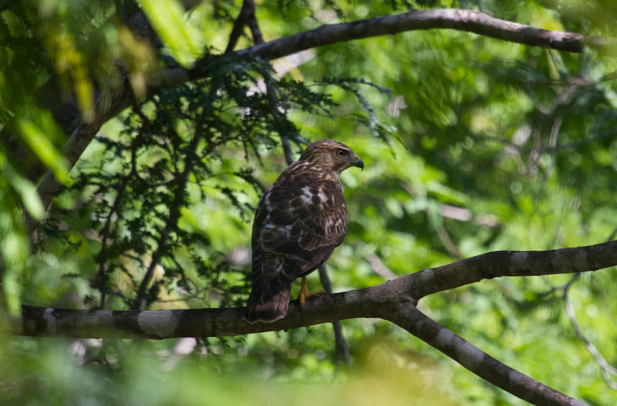 Broad-winged Hawk (Caribbean) - ML100614441
