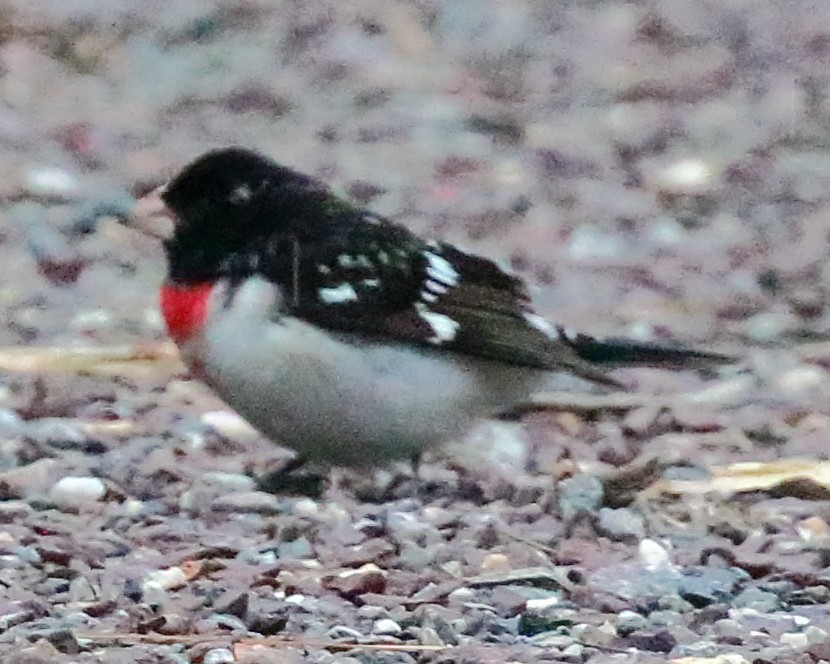 Rose-breasted Grosbeak - ML100614771