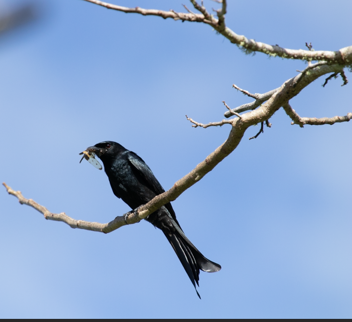 Black Drongo - Rlene Steffy