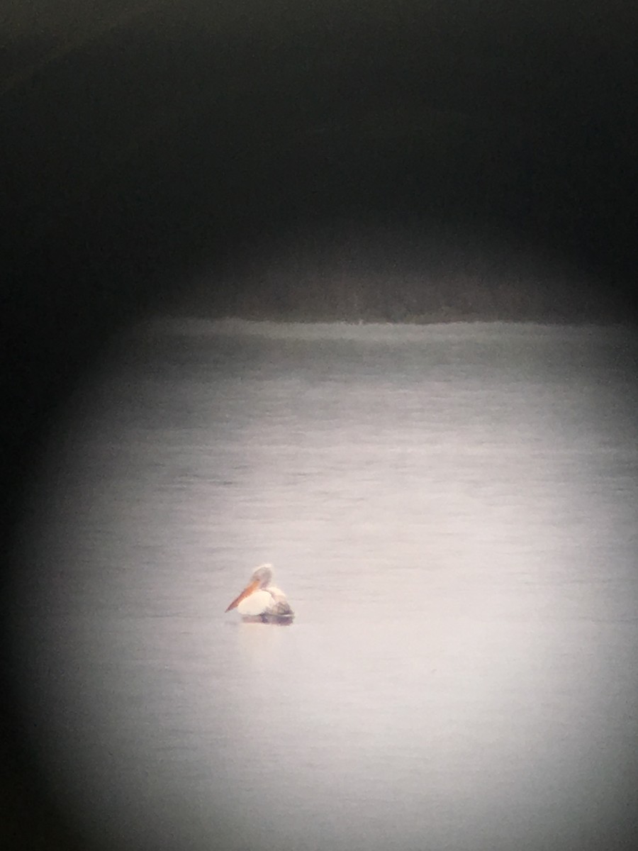 Dalmatian Pelican - Min Zhao