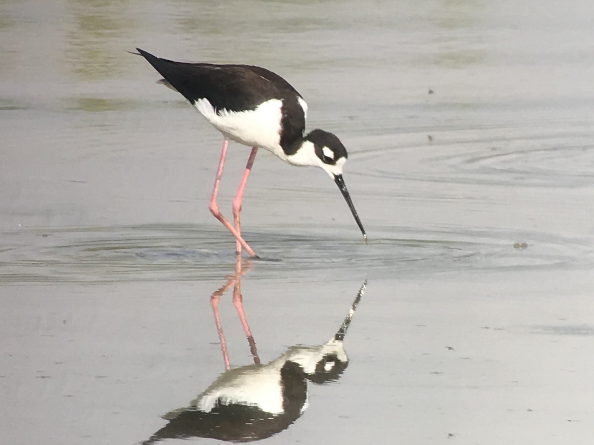 Black-necked Stilt - ML100621151