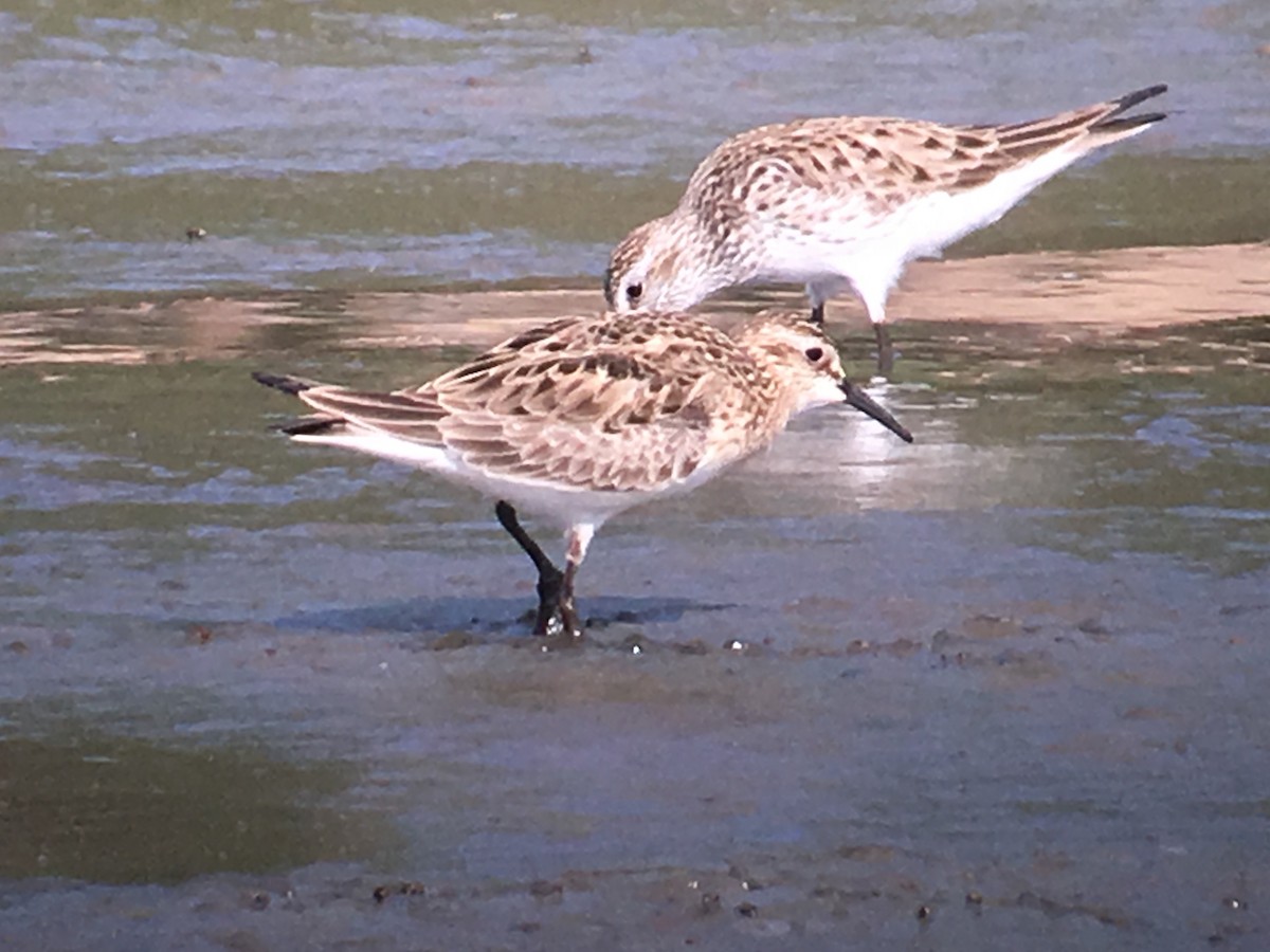 Baird's Sandpiper - ML100621191