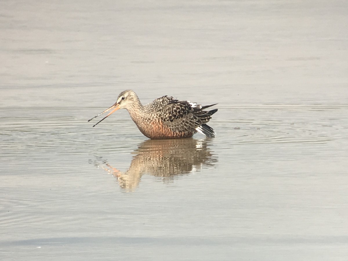 Hudsonian Godwit - ML100621211