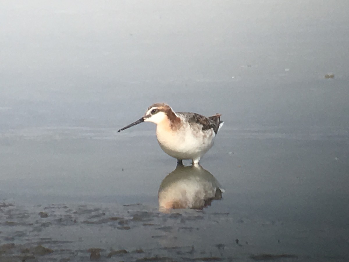 Wilson's Phalarope - ML100621291