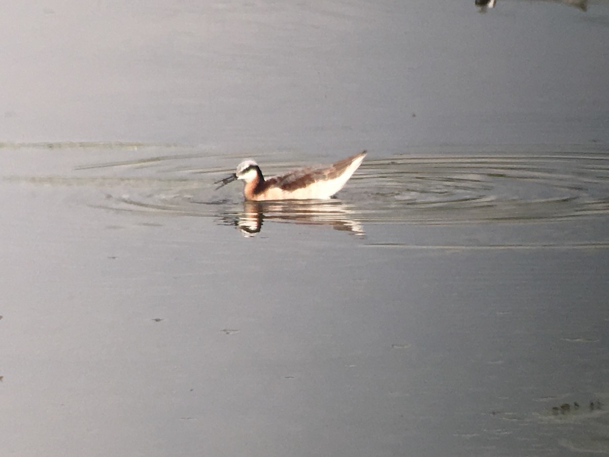 Falaropo Tricolor - ML100621321