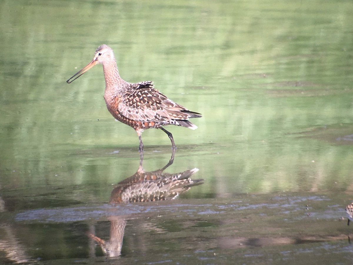 Hudsonian Godwit - ML100621411