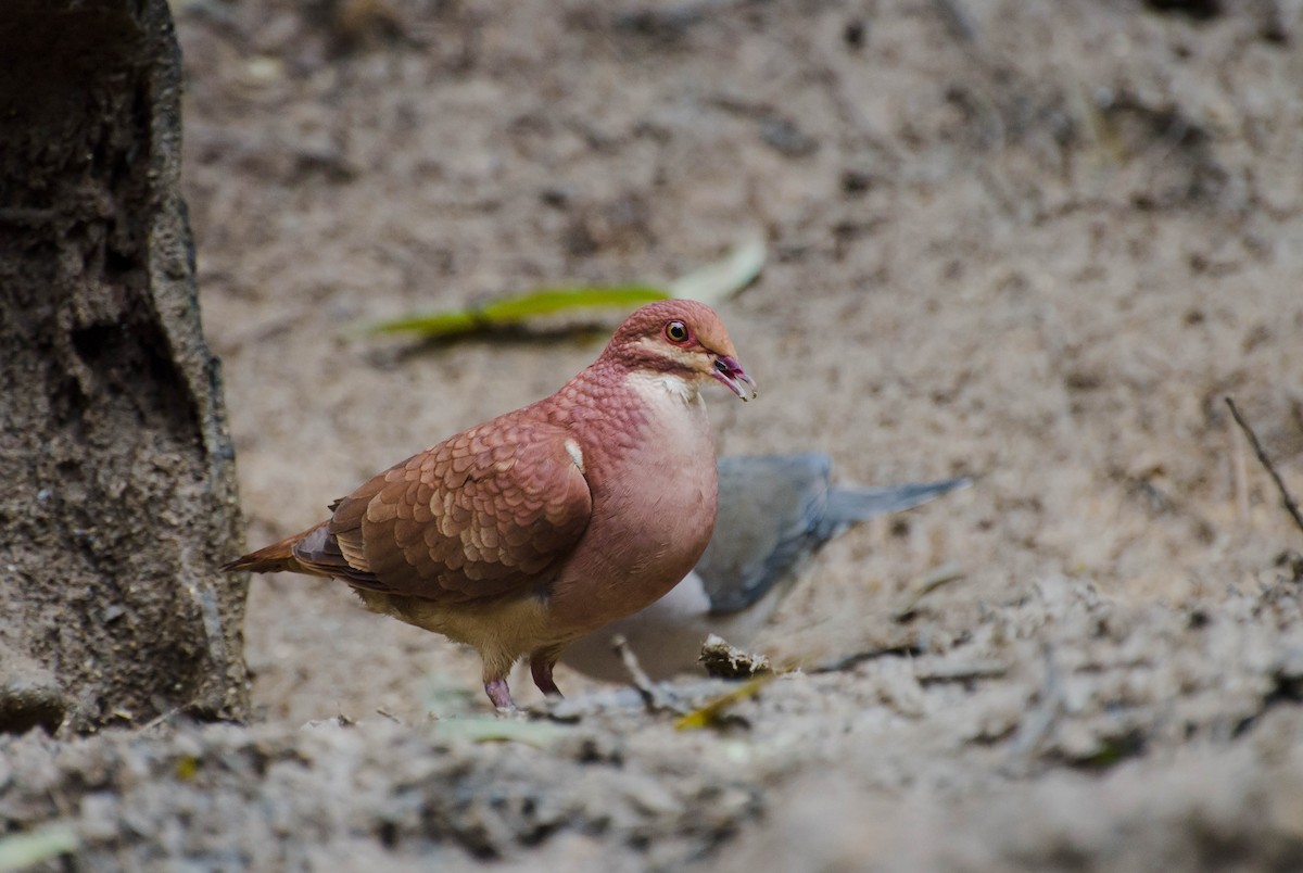 Ruddy Quail-Dove - ML100624591