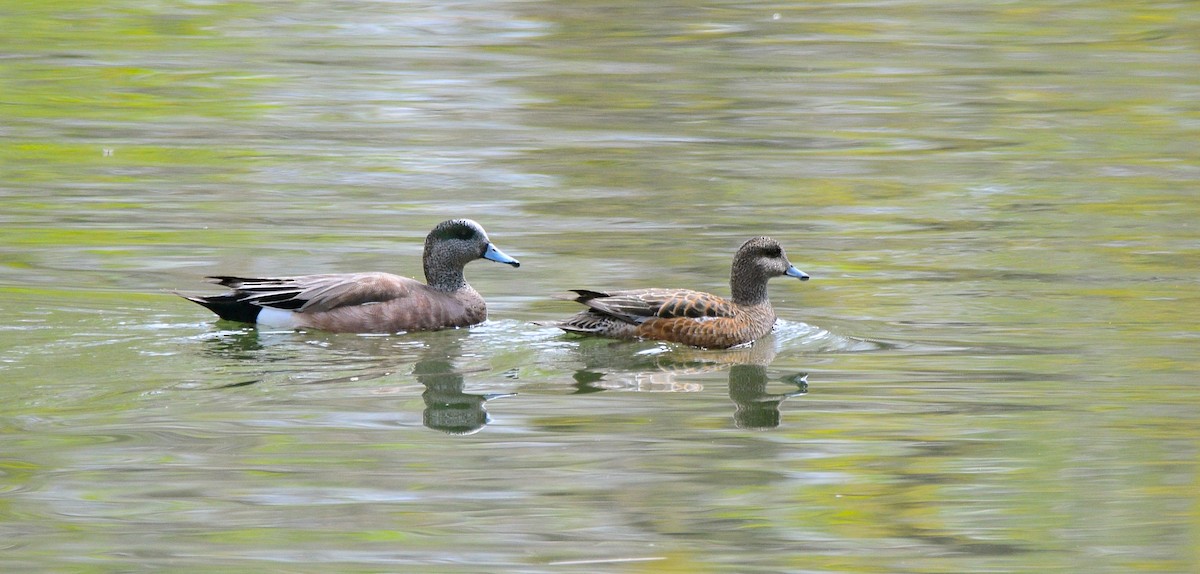 American Wigeon - COA Club d'ornithologie d'Ahuntsic