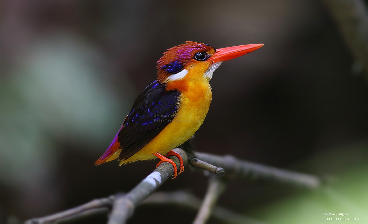 Black-backed Dwarf-Kingfisher - Amitava Ganguly