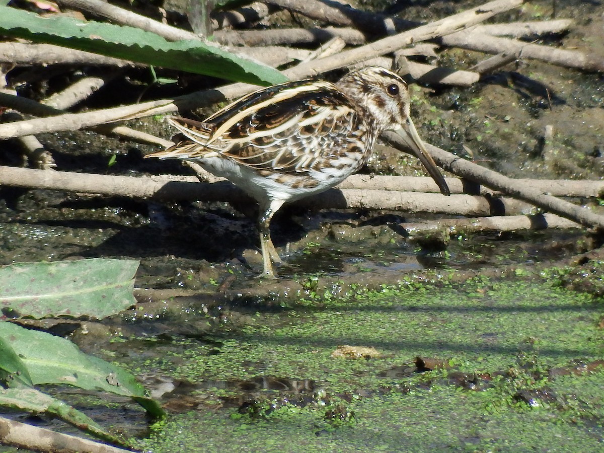 Jack Snipe - ML100627091