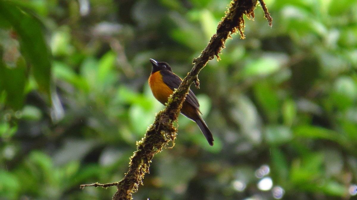 Fulvous Shrike-Tanager - Jorge Muñoz García   CAQUETA BIRDING