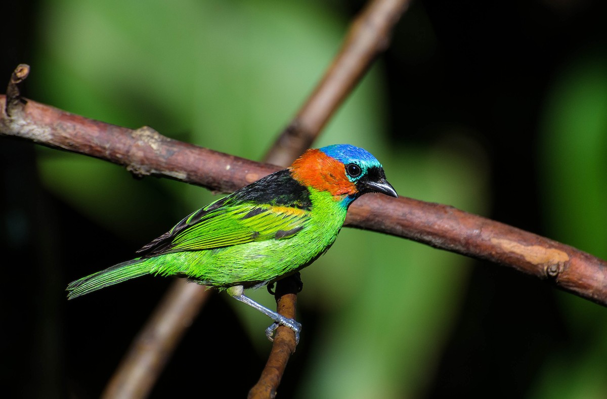 Red-necked Tanager - Marcos Eugênio Birding Guide