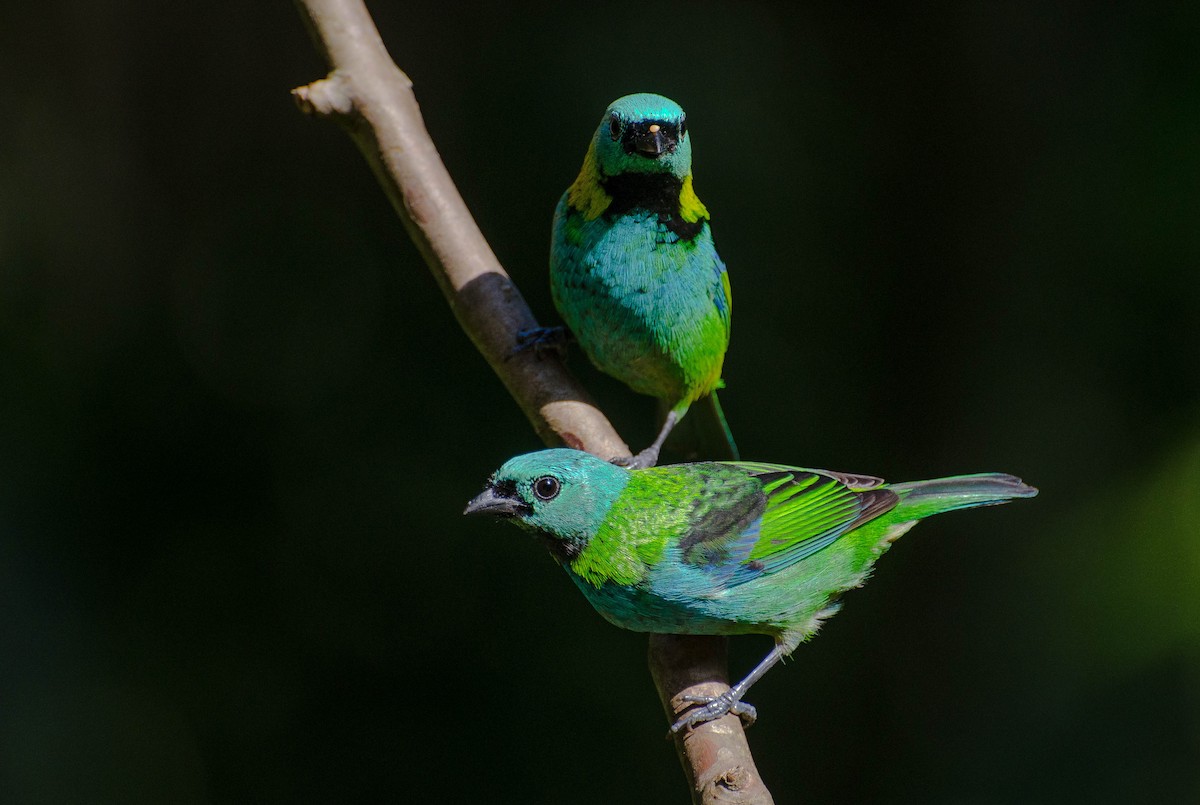 Calliste à tête verte - ML100629191