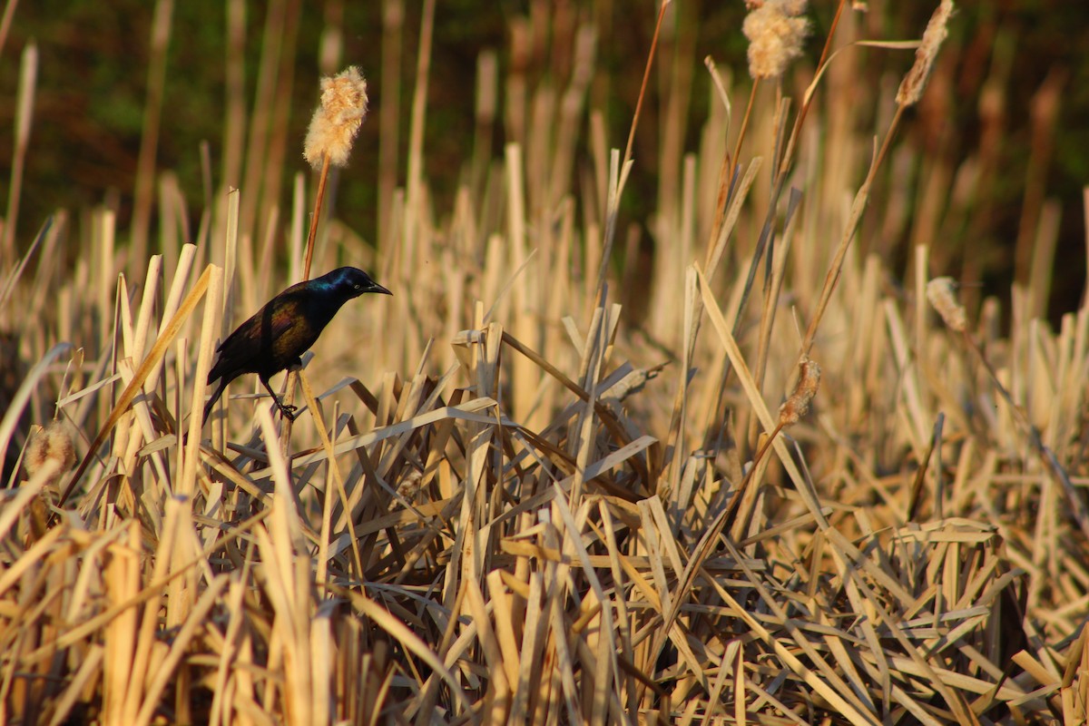 Common Grackle - Kate  Caldwell