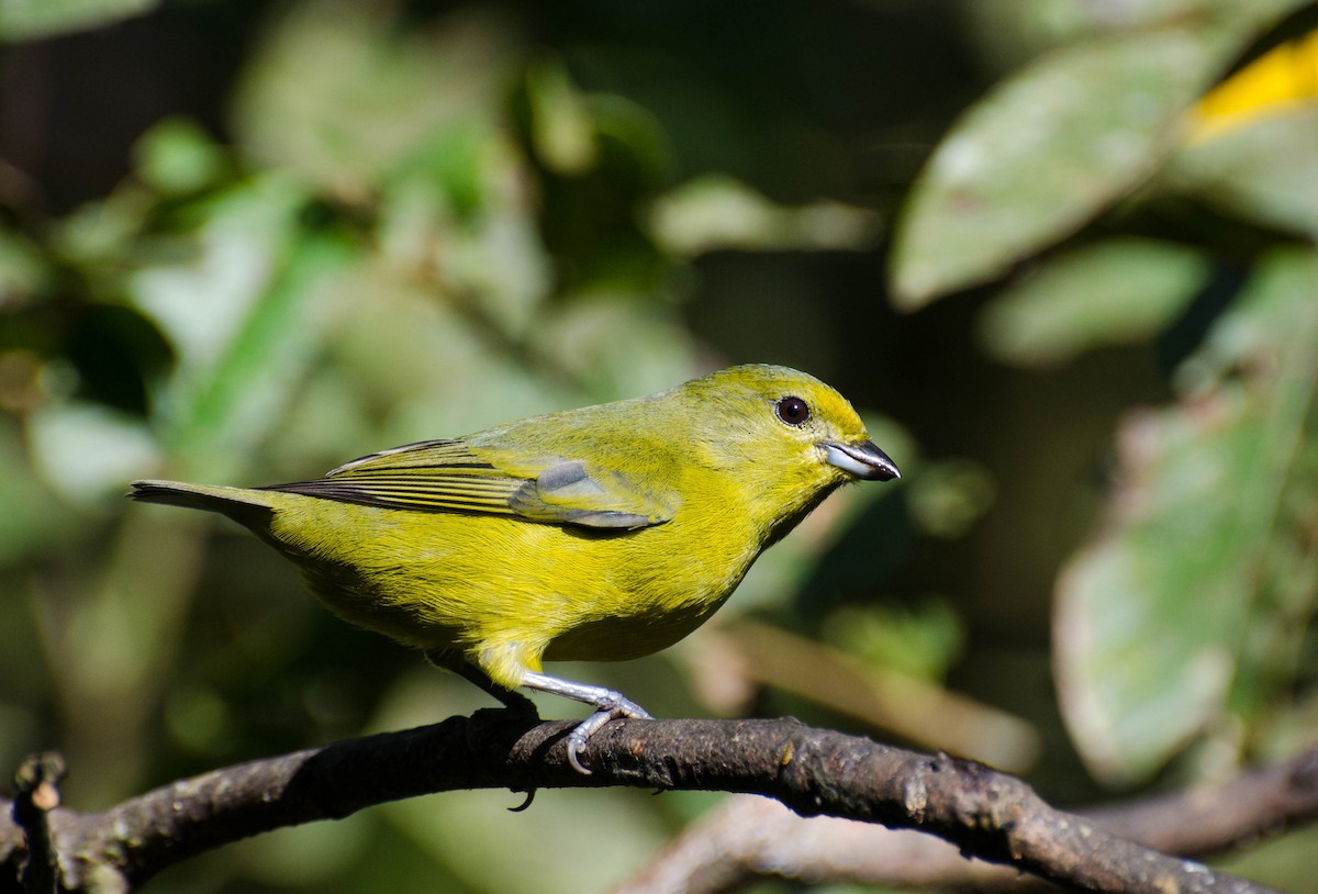 Violaceous Euphonia - ML100629281