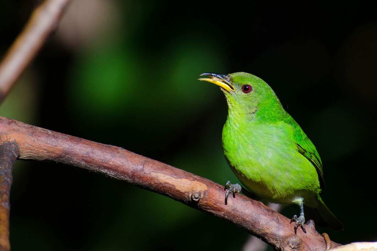 Green Honeycreeper - ML100629351