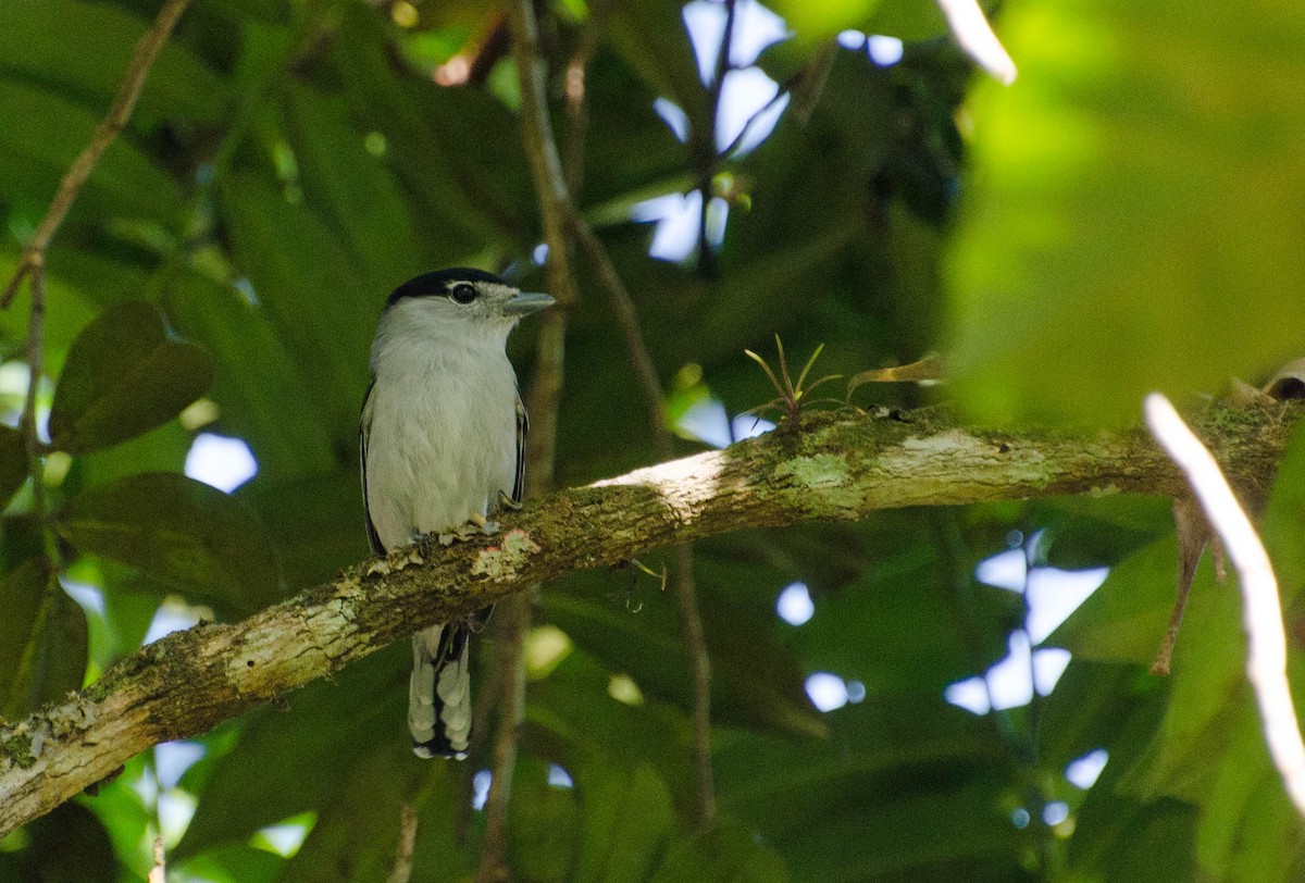 Black-capped Becard - ML100629391