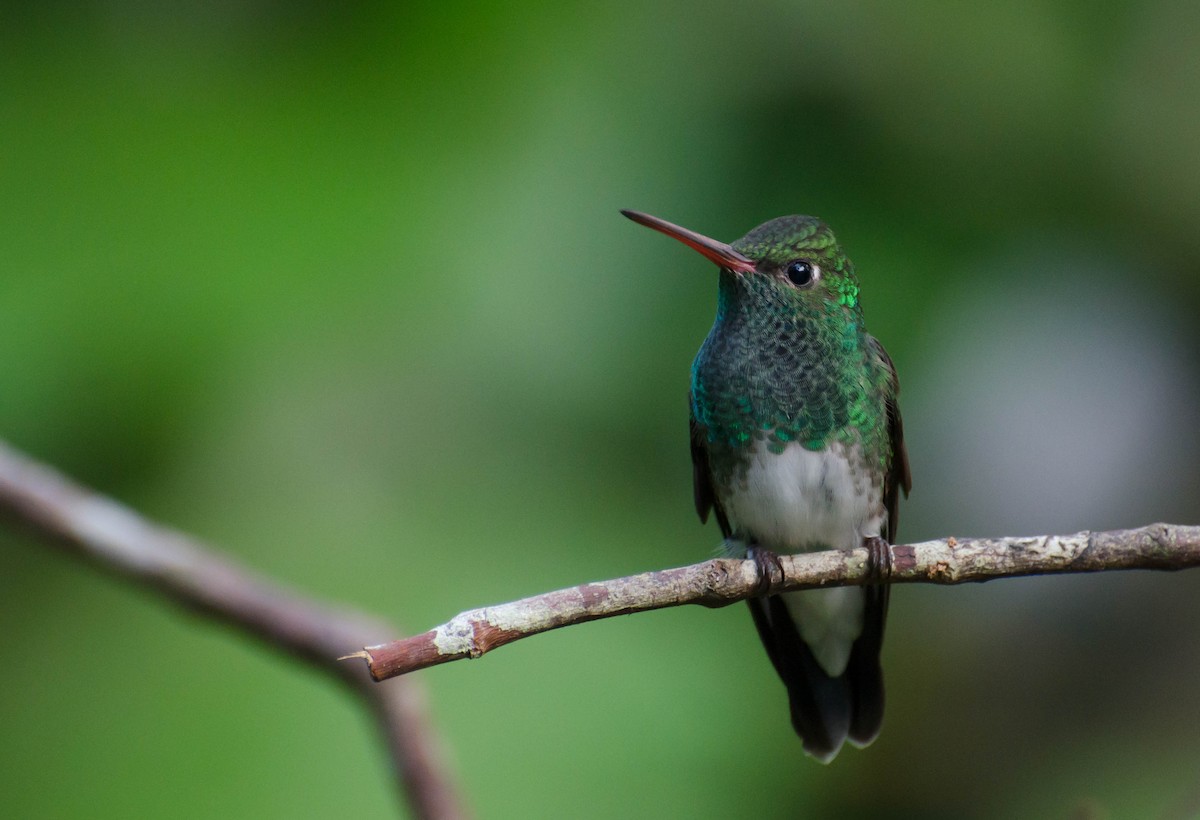 Glittering-throated Emerald - ML100629441