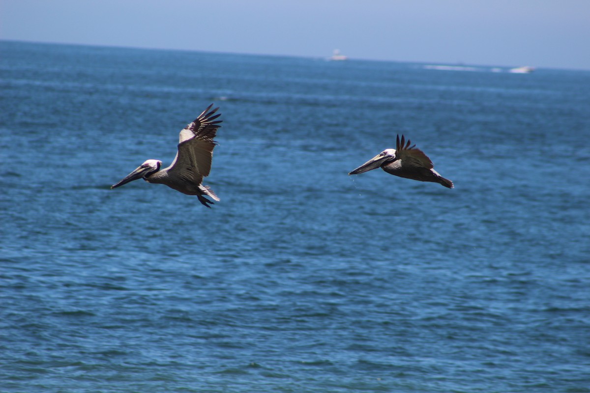 Brown Pelican - Kate  Caldwell