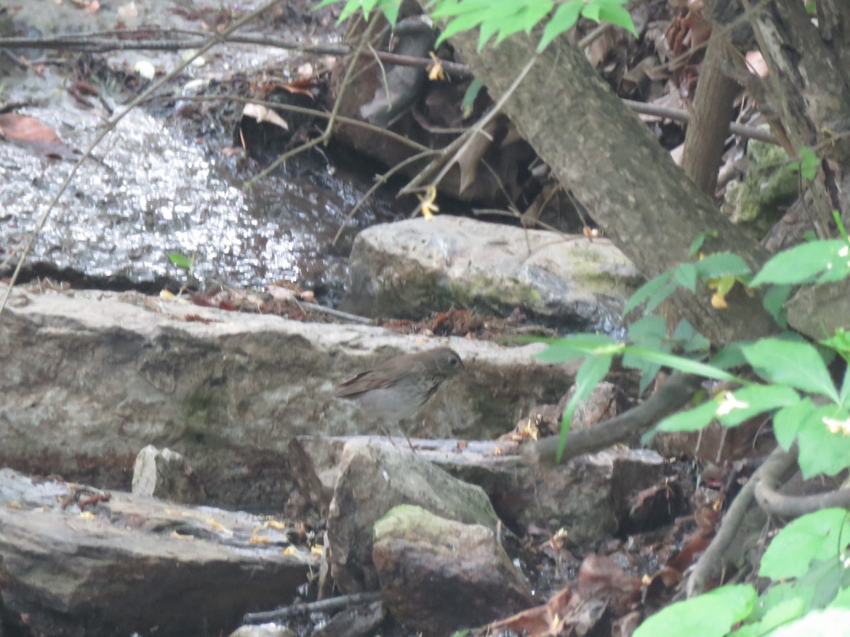 Gray-cheeked Thrush - ML100631411