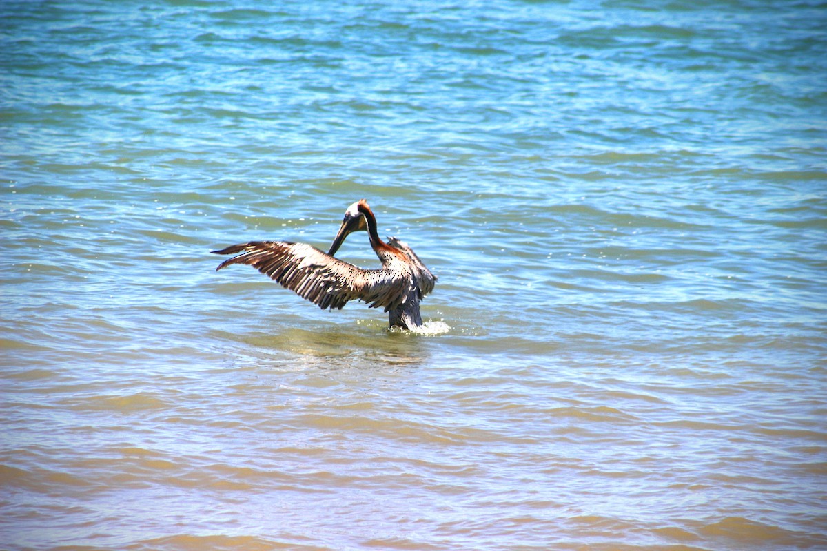 Brown Pelican - ML100631671