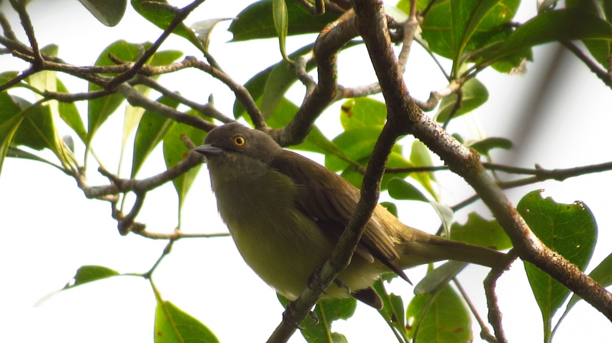 Dacnis Carinegro - ML100632171