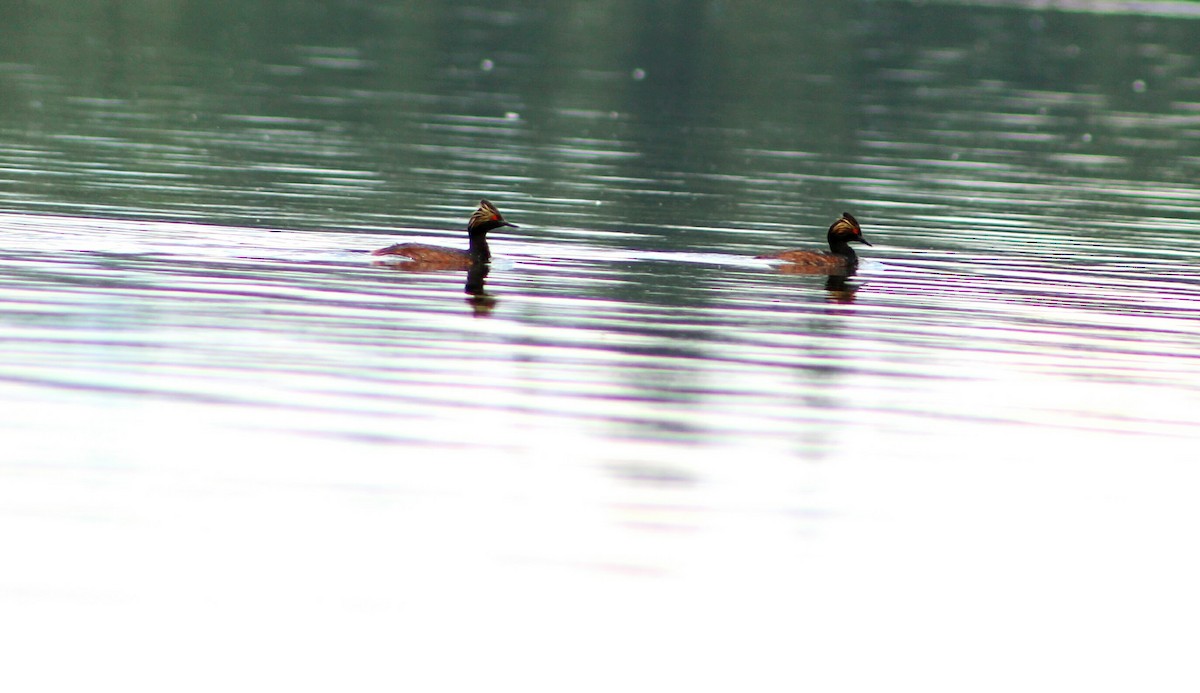 Eared Grebe - Kate  Caldwell