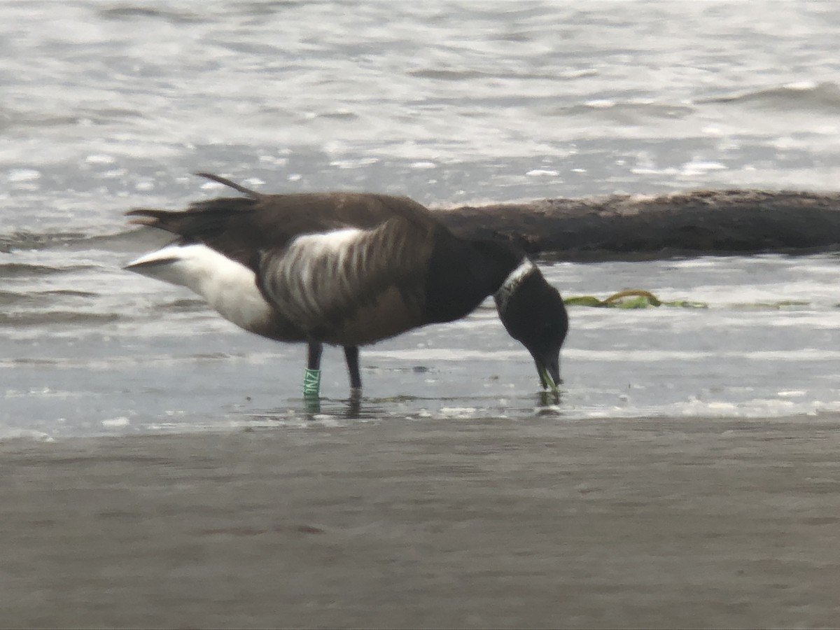 Branta musubeltza (nigricans) - ML100633251