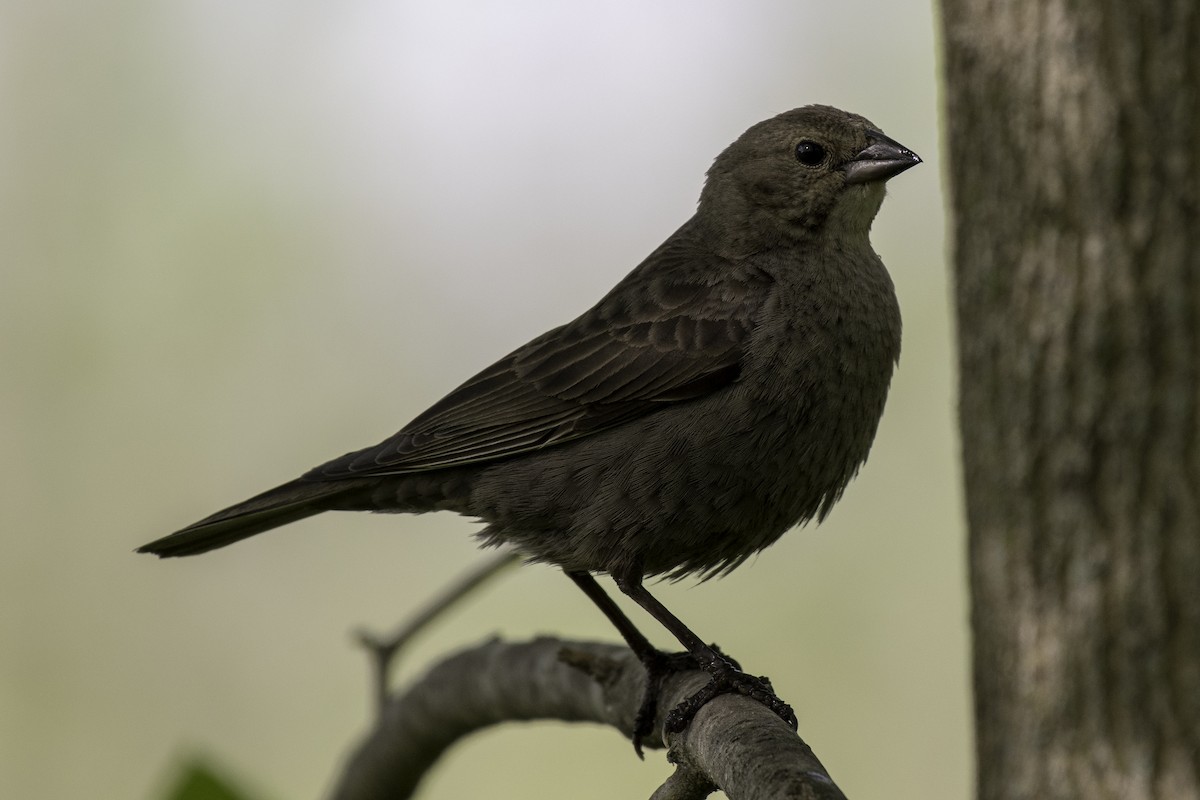 Brown-headed Cowbird - ML100634801