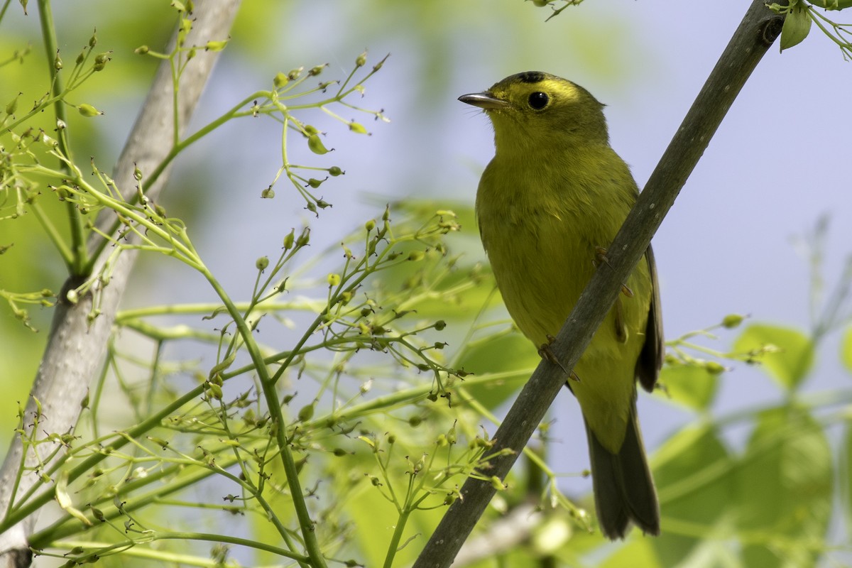 Wilson's Warbler - ML100634811