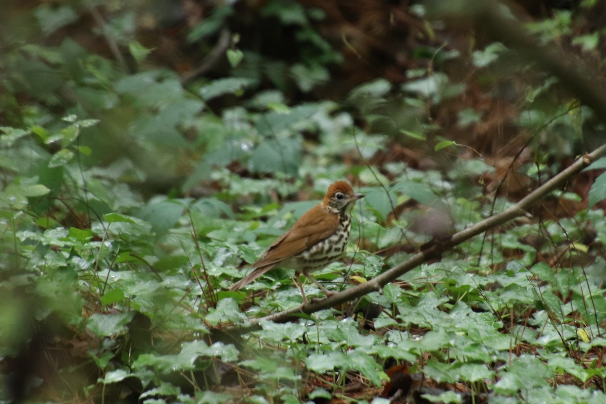 Wood Thrush - ML100635001