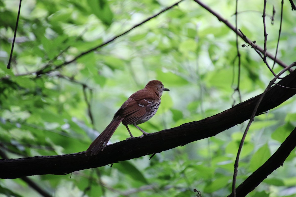 Brown Thrasher - ML100635421