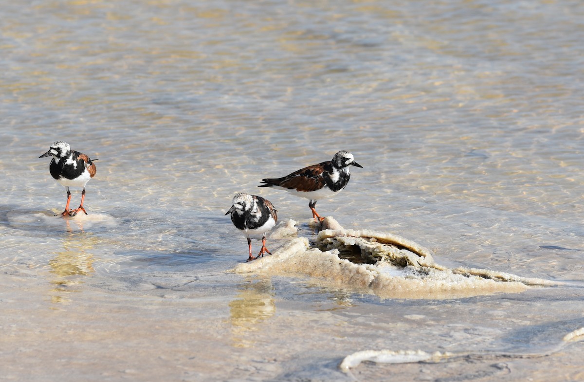 Ruddy Turnstone - ML100635851