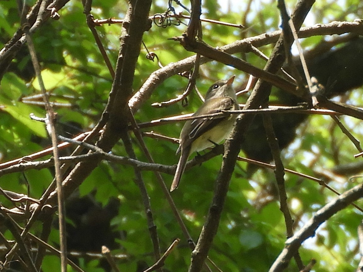 Least Flycatcher - ML100637661
