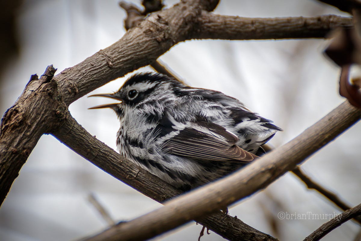 Black-and-white Warbler - Brian Murphy